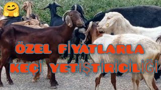 Kara Keçi̇ Yeti̇şti̇ri̇ci̇li̇ği̇. Bu Çoban Çok Dertli̇.keçi̇ Peyni̇ri̇ Fi̇yatlari.