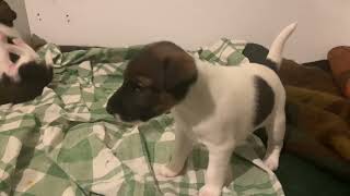 Smooth Fox Terrier Puppies