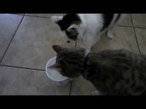 Selfish cat won&#039;t share her yogurt