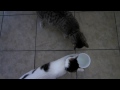 Selfish cat won't share her yogurt