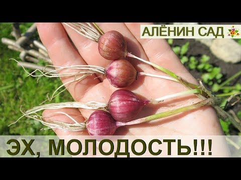 Когда и как сажать чесночные бульбочки 17