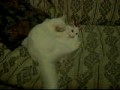 Cat Sex - Bruninhu e Cidinha