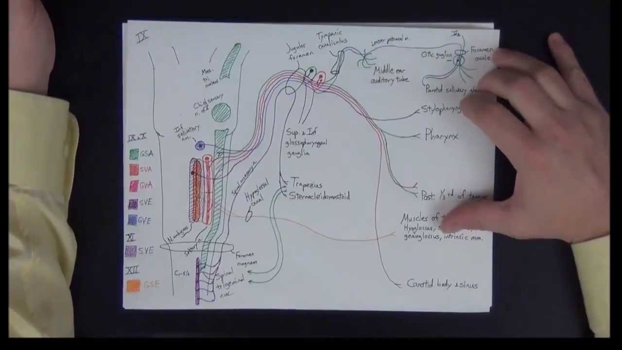 dr najeeb neuroanatomy lectures free download
