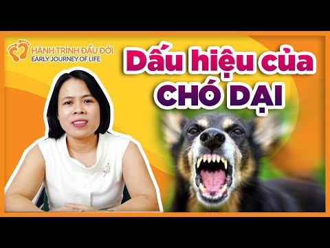 Dấu hiệu chó bị Dại | HÀNH TRÌNH ĐẦU ĐỜI