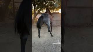Una Burrita Para El Burro Pancho