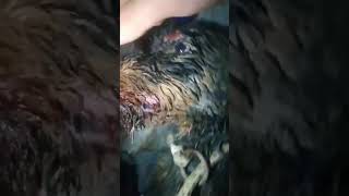 German Hunt Jagdterrierგერმანული მონადირე ტერიერი