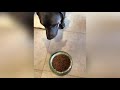 НОВЫЕ смешные ПРИКОЛЫ с животными до слез | ЯНВАРЬ 2019 года | FUNNY PETS 2019!!!