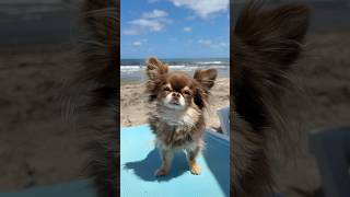 Traveling With My Dog