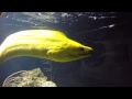 How big is a Moray Eel?