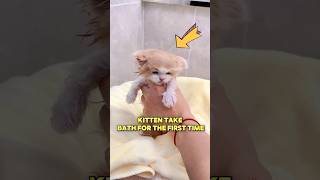 This Little Kitten Is Taking A Bath For The First Time