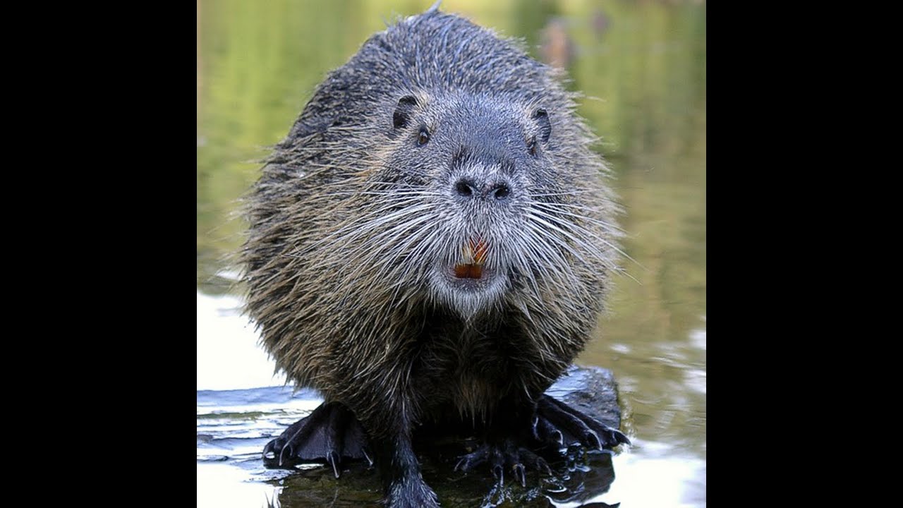 Very Hairy Beaver