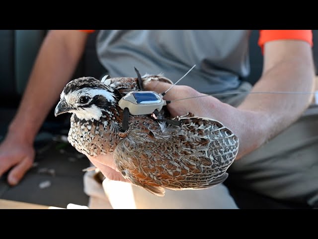 Watch Oklahoma Quail Research on YouTube.