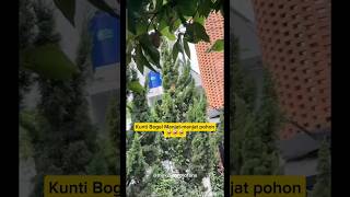 Kunti Bogel Manjat-Manjat Pohon