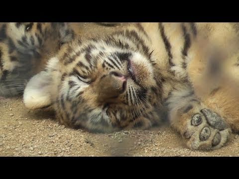 絶滅危惧種 アムールトラの赤ちゃんの寝顔 安佐動物公園（1／4） 2011．6．8