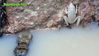 Sapo E A Perereca Branca