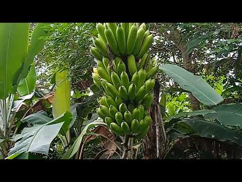 Budidaya Pisang Lilin Atau Pisang Janten