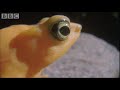 Attenborough: Golden Frog: Fighting & Mating - Life in Cold Blood - BBC wildlife