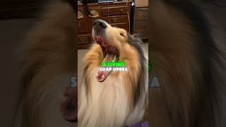 The Most Overachieving Dog Breed, Meet The Coll