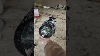 Pigeon Sound Kabootar Ki Awaz Kabutar Ka Awaaz
