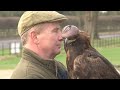 eagle
