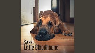 Watch Sweet Little Bloodhound Twice video