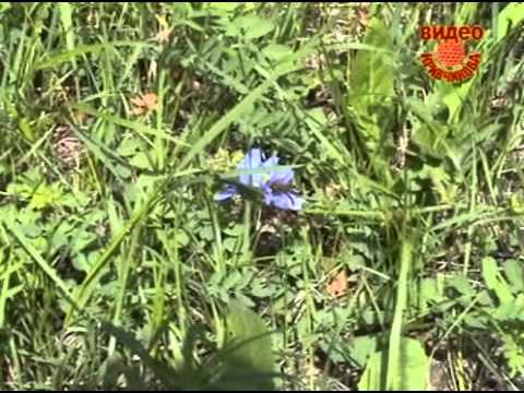 Ульи лежаки 24 рамки своими руками Ульи лежаки 24 рамки своими руками