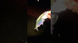 Hickory Shad