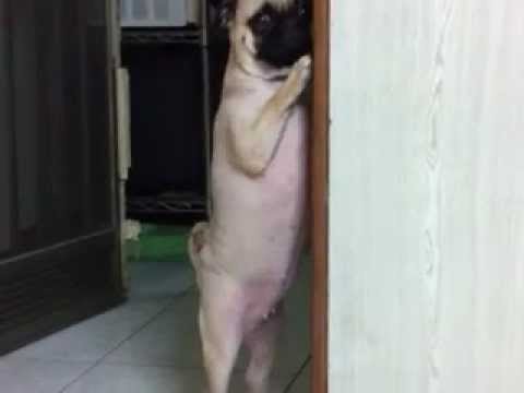 こっろりと近づいて犬を驚かせるライオンの子供のキャプチャ