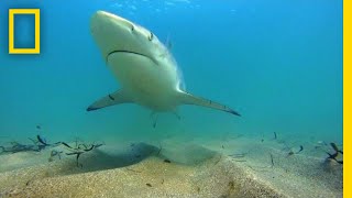 Why Fewer Blacktip Sharks Are Migrating to Florida | National Geographic