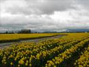 Daffodil Lament - The Cranberries