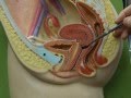 Female Reproductive 1 download mp3 dan video Female Reproductive 1