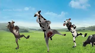 🔴 Cow s 2021En komik dans eden inekler, komik tavuk şarkısı ve dans eden, muhteş