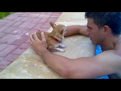mascotas mascotas