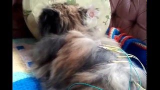 Kitty Receiving an Acupuncture Treatment