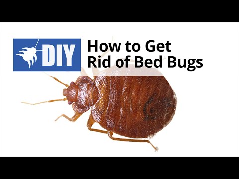 How To Get Rid Of Bed Bugs - Quick Tips | How To Save Money And Do It ...
