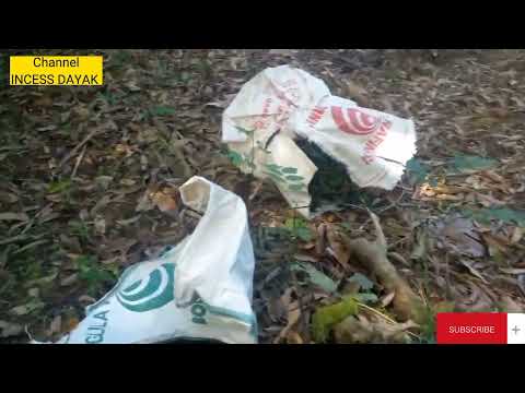 Menanam daun cangkok manis di kebun.