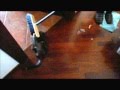 I nostri amici animali La gattina Caterina ostacola le pulizie domestiche: lotta con la scopa