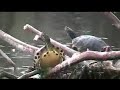 Yellow Belly Turtle - Greenfield Lake Eco Tours Cape Fear Riverwatch Wilmington NC