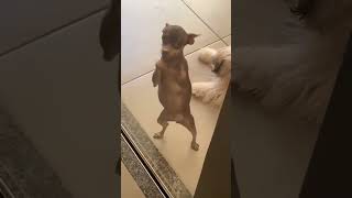 Cachorro Dançarino This Is A Brazilian Root Dog Dancing Funk