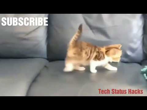 😚😘cute whatsapp status video funny activity of cute cats heart touching 😚😍💖😍