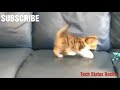 😚😘cute whatsapp status video funny activity of cute cats heart touching 😚😍💖😍