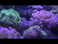 Video Киев - Океанариум / Kiev`s Oceanarium