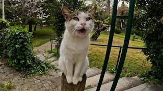 How Talkative Cat Geveze Greets Me Every Time She Sees Me