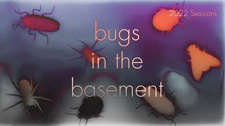 Bugs In The Basement- Aedes Aboriginis aka The Northwest Coast Mosquito