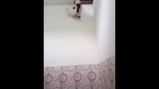 Cat Bath Fail Meme