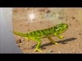 African Safari | Flap-necked Chameleon | Kruger National Park | Wildlife Photography