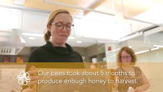 Rooftop Farm: BeeMC Honey harvest!