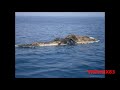 grande y rara criatura marina encontrada en el golfo persico, ¿que sera monstruos reales, recop