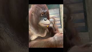 Mother & Baby Orangutan.