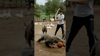 Wild Komodo Dragon Invades Animal Pen